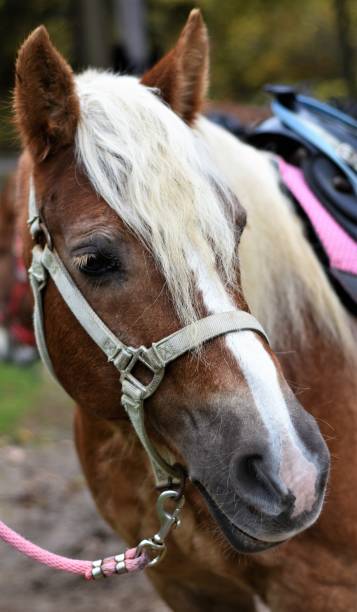 istock Beautiful brown horse 869530046