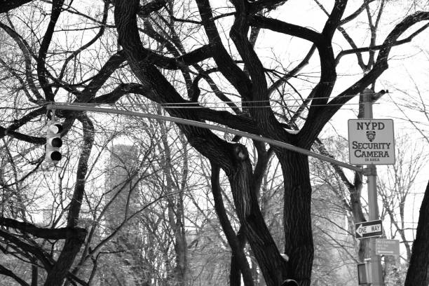 istock Traffic light and NYPD security camera sign in front of trees, black and white style 869533740