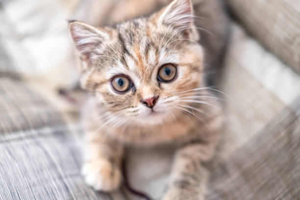 istock Kitten of cute british chinchilla 869537810