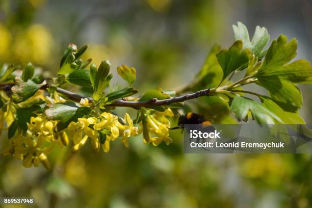 Bumblebee On The Flowers Of Golden Currant Stock Photo - Download Image Now - Animal, Arthropod, Arts Culture and Entertainment