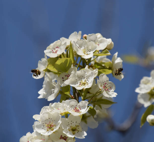 istock Pollination of flowers by bees pears. 869537956