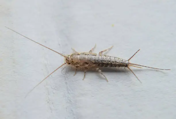 Photo of Insect feeding on paper - silverfish