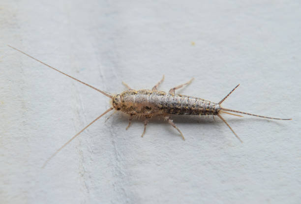 insect feeding on paper - silverfish - flightless imagens e fotografias de stock