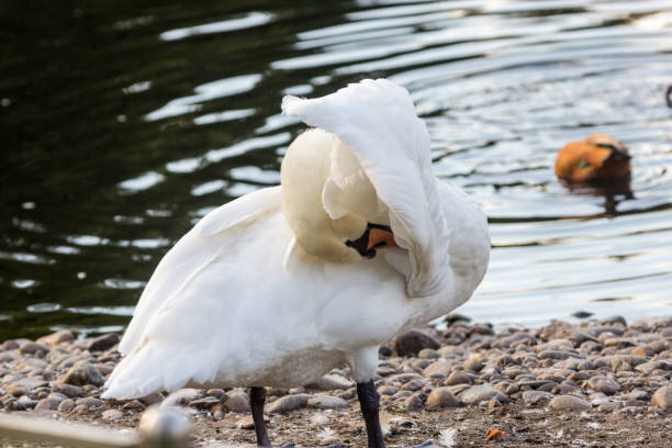 istock white swan near the lake 869538392