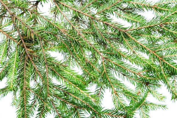 istock Many fir tree branches isolated on white background 869538768
