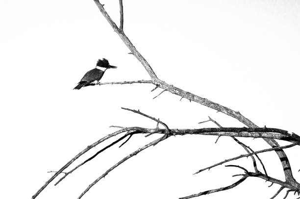 istock Belted Kingfisher Perched in a Tree Against a White Background 869544536