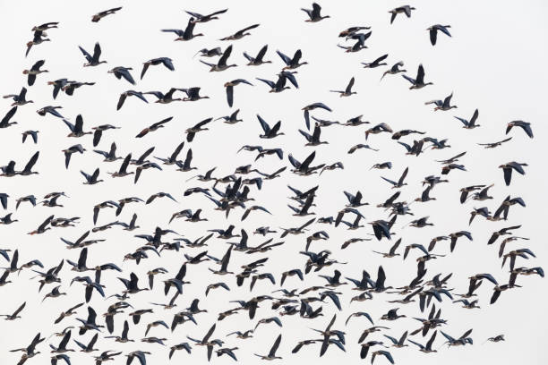 istock flock of wild geese flying isolated 869544662