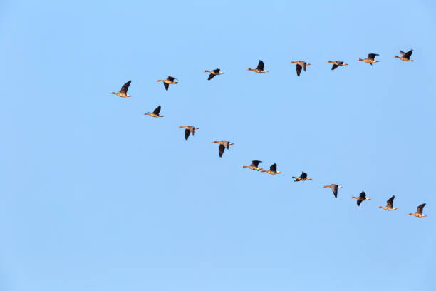 flock of wild geese flying