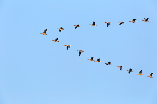 flock of wild geese flying in v-shape on blue sky