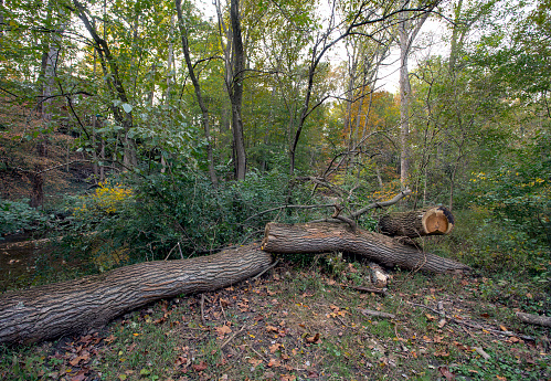 Fallen trees cut into large logs.