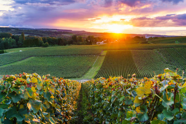 виноградная лоза на виноградниках в монтань-де-реймс, франция - scenics landscape valley switzerland стоковые фото и изображения