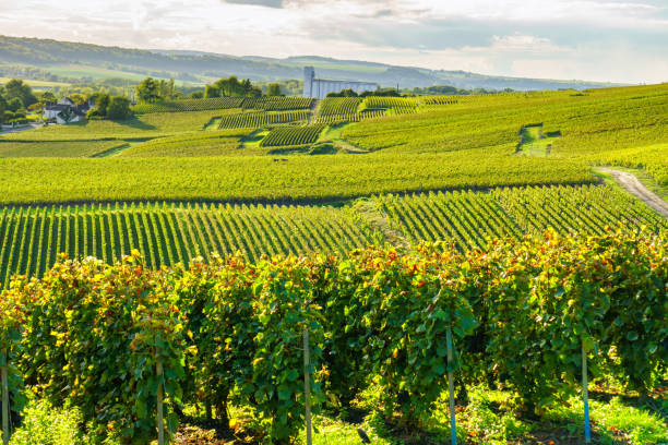 row vine grape in champagne vineyards at montagne de reims countryside village background, france - montagne sol imagens e fotografias de stock