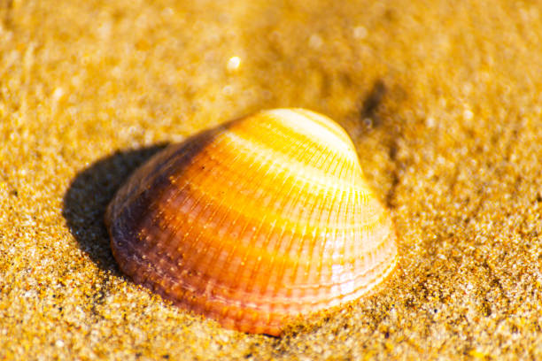 natural sea shell lying on the sandy beach, washed by water, sunny day, holiday