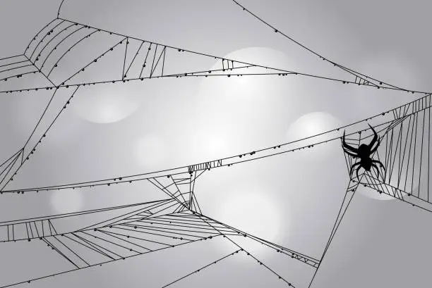 Vector illustration of spider web