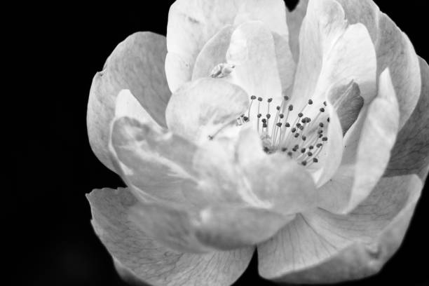 istock Black and white rose vintage 869554604