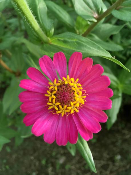 istock pink zinnia elegans flower 869557118