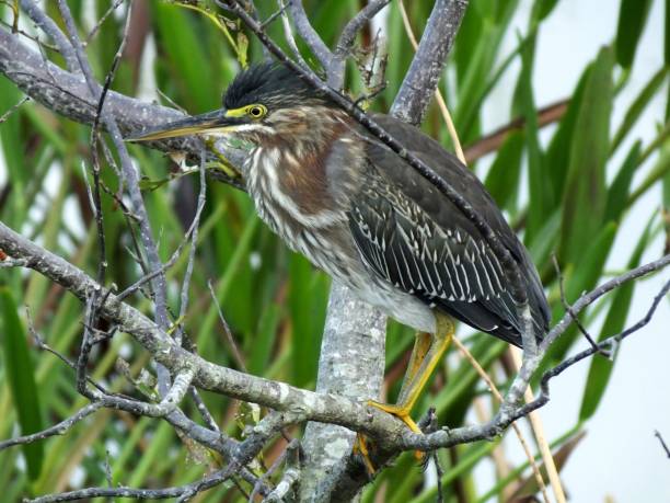 green heron (butorides virescens) - virescens imagens e fotografias de stock