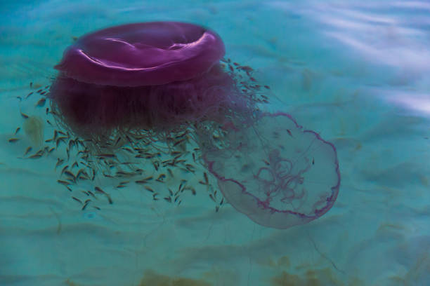 Rare jelly fish Pink Meanie consuming moon jelly in the clear waters of the Gulf of Mexico