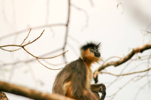 Primate species of Capped Langur are the pride of the Manas National Park, Assam, India.