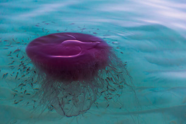 Cannibalistic Pink Meanie jelly fish feasting on moon jelly in the clear waters of the Gulf of Mexico.