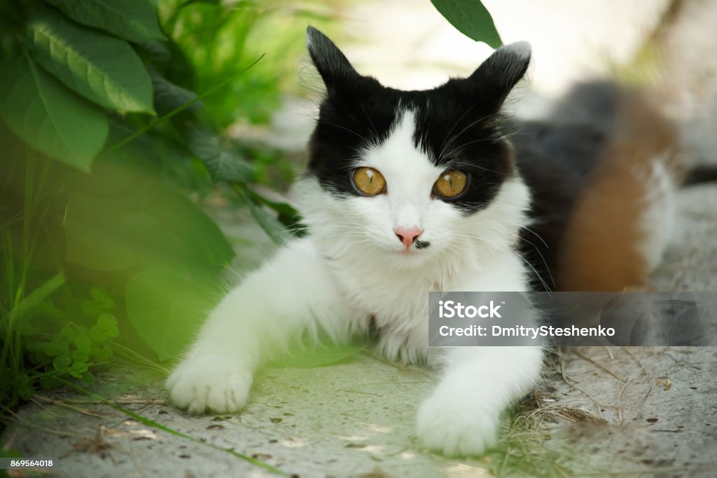 Black and white small kitten in green garden Black and white small kitten in green garden. Selective focus Cute Stock Photo