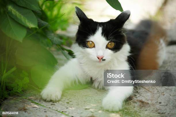 Black And White Small Kitten In Green Garden Stock Photo - Download Image Now - Cute, Defocused, Green Gardens