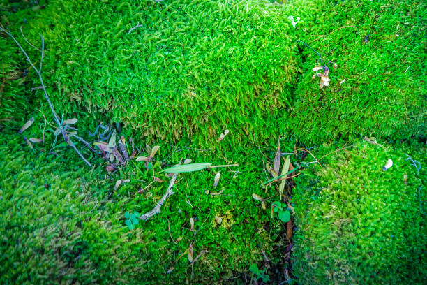 istock A Green mos cover the rock in forest , Abstract Background 869564158