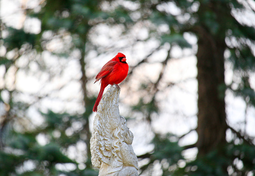 Red cardinal bird perches on wings of white angel statue in cemetery