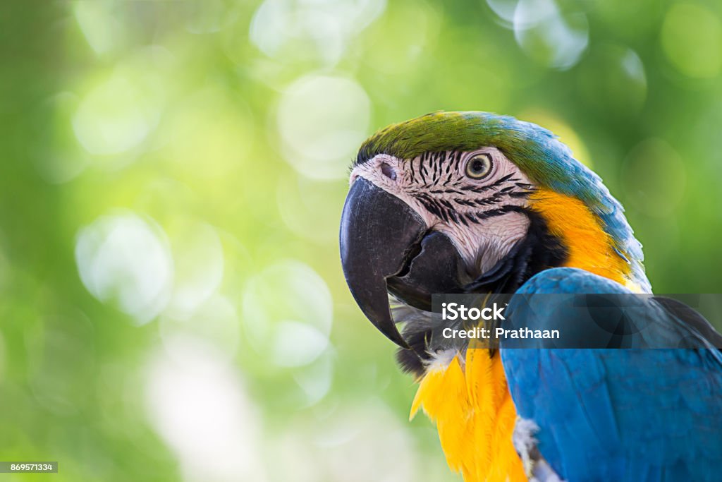 portrait colorful macaw parrot portrait colorful of blue macaw parrot bird in nature with copy space Parrot Stock Photo