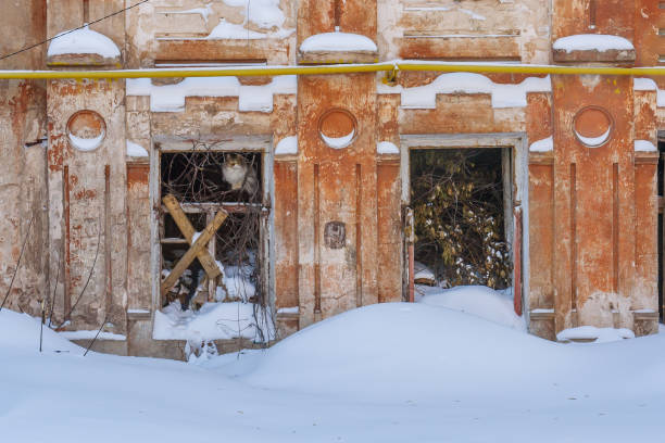 istock Two windows of an abandoned house with a cat 869573646