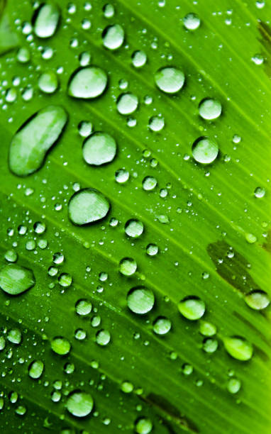 istock Rain drops on the green palm leaf 869574216