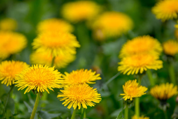 istock Dandelion flowers background with copy space 869577748