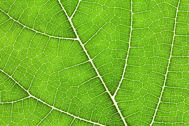istock Close up the green leaf texture as green nature abstract background 869577856