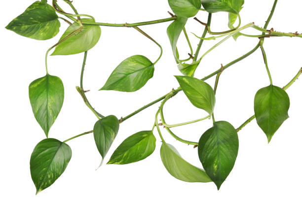 istock Indoor decorative evergreen plant liana isolated 869587332