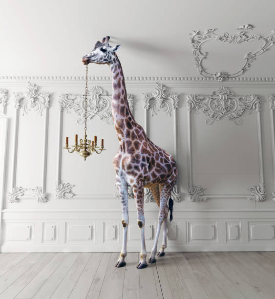 the giraffe hold the chandelier stock photo