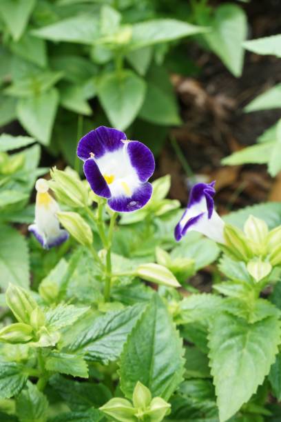 istock blue Torenia fournieri flower 869591222