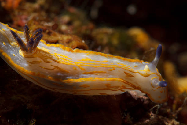 istock Sea life Nudibranch Underwater beauty 869592042