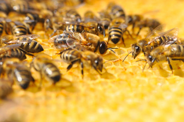 大きなドローン蜂蜂の巣。 - beehive bee colony wax ストックフォトと画像