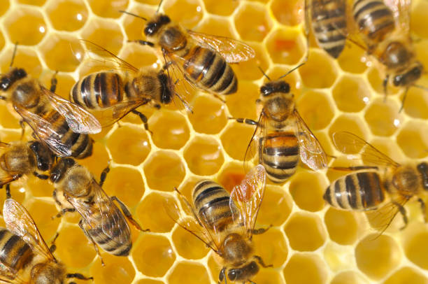 istock Honey bees in a beehive on honeycomb. 869594354