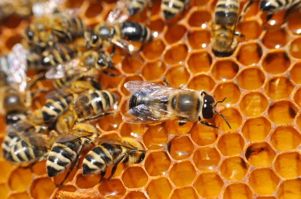 Photo of Big drone bee in honeycomb.