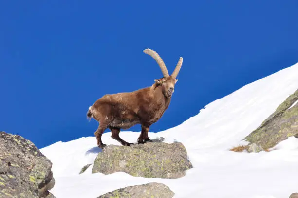 Steinbock in the snow in Grand Paradiso Park, in the North of Italy