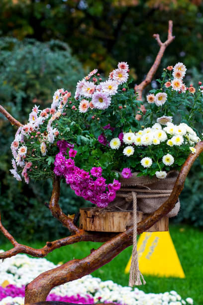 istock Autumn flowers chrysanthemums 869599362