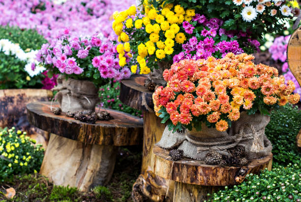 istock Autumn flowers chrysanthemums 869600268