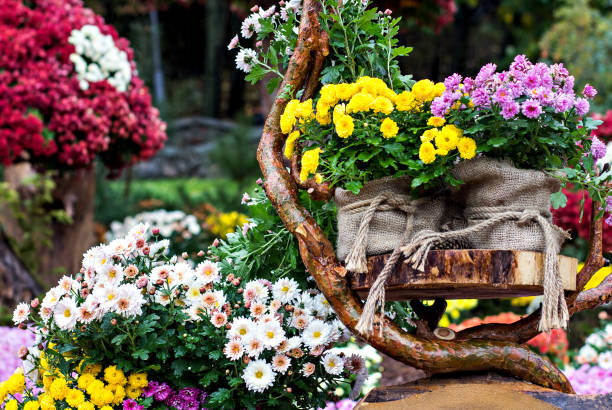 istock Autumn flowers chrysanthemums 869600508