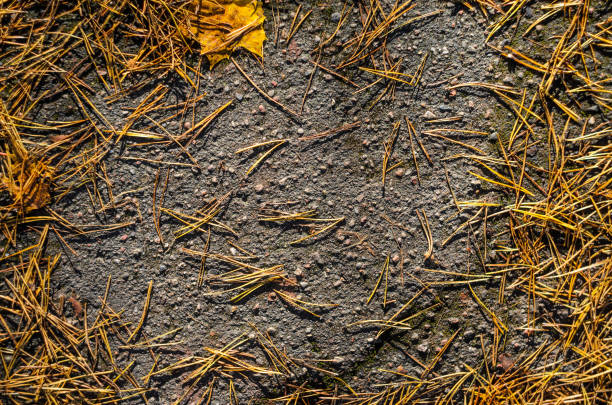 This image captures the intricate details of brown pine needles strewn across the rich, dark soil of a forest in the autumn season.