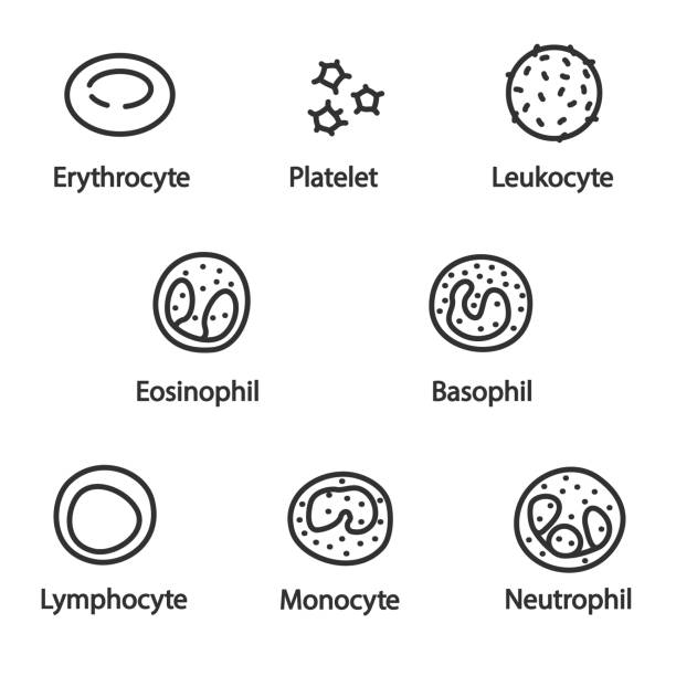 The cells of the blood, icon set. Editable stroke The cells of the blood, icon set. lines with editable stroke. Erythrocyte, platelet, leukocyte, monocyte, eosinophil, basophil, neutrophil, lymphocyte. Collection of linear icons. human cell illustrations stock illustrations