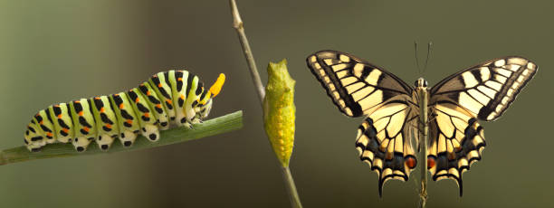 istock Transformation of common machaon butterfly emerging from cocoon isolated 869607312