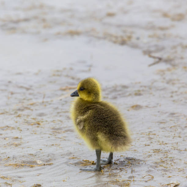 istock yellow baby chick gray goose (anser anser) standing in mud 869607482