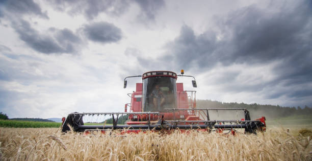 istock Combine harvesters reaping ripe wheat 869611404