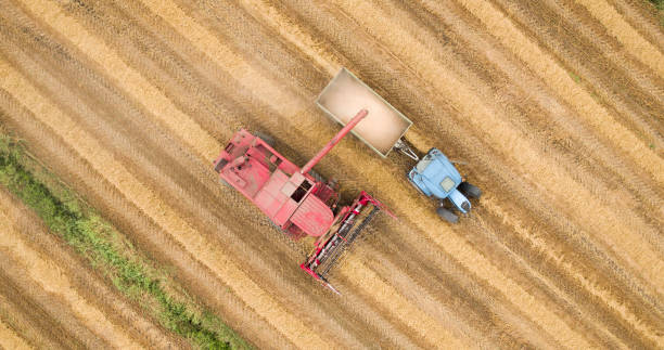 istock Combine harvesters reaping ripe wheat 869611416